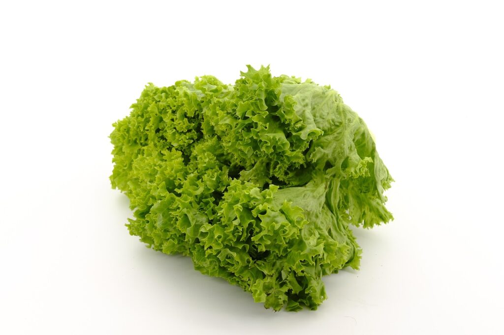 salad, leaf lettuce, lettuce, lamb's lettuce, iceberg lettuce, head of lettuce, vegetables, healthy, vitamins, food, nourishment, lettuce, lettuce, lettuce, lettuce, lettuce